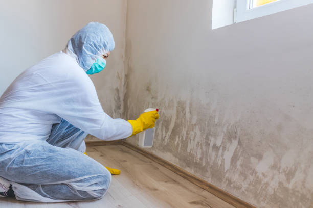 Licensed Mold Remediation service in Oradell, NJ - WQB Mold Removal
